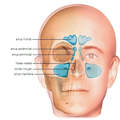 Anatomie des sinus